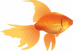 Free Goldfish Cliparts, Download Free Clip Art, Free Clip ...