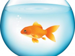 Goldfish clipart dorothy, Goldfish dorothy Transparent FREE ...