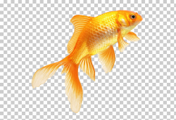Goldfish, Real Fish Transparent , orange goldfish art PNG ...