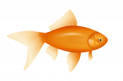 Goldfish clipart realistic, Goldfish realistic Transparent ...