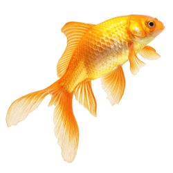 Goldfish clipart real, Goldfish real Transparent FREE for ...