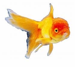 Realistic Goldfish Png Clipart Best Web Clipart Hinh - Clip ...