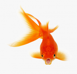 Download for free 10 PNG Fish png real top images at ...