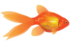 Free Goldfish Images, Download Free Clip Art, Free Clip Art ...