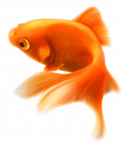 Gold Fish transparent PNG - StickPNG