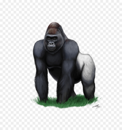 Ape clipart silverback gorilla, Ape silverback gorilla ...