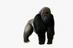 Gorilla - Gorilla Png , Transparent Cartoon, Free Cliparts ...