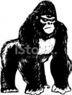 Sketched Standing Gorilla stock vectors - Clipart.me