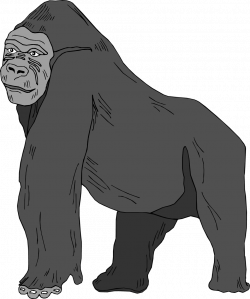 Gorilla clipart mammal, Gorilla mammal Transparent FREE for ...