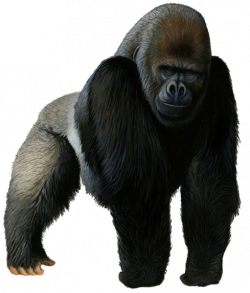 Western gorilla Chimpanzee Clip art - others png download ...