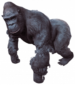 Gorilla transparent PNG - StickPNG