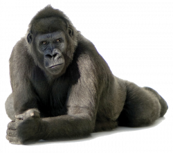 Gorilla Free PNG Transparent Image #1 - Free Transparent PNG ...