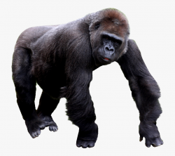 Free Download Of Gorilla Icon Clipart - Transparent ...