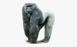 Transparent Background Gorilla Png , Transparent Cartoon ...