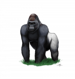 Gorilla PNG Transparent Image #18 - Free Transparent PNG ...