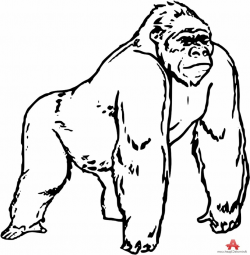 Gorilla clipart black and white 3 » Clipart Station