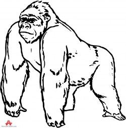 Gorilla clipart black and white 3 » Clipart Station