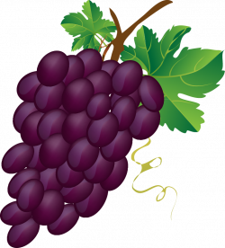 Free Purple Grapes Cliparts, Download Free Clip Art, Free ...