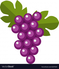 Blue wet Isabella grapes bunch