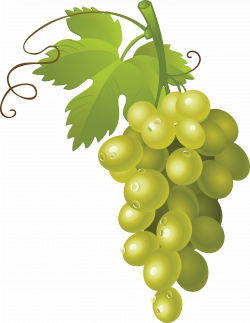 Pin by Hopeless on Clipart | Green grapes, Fruit clipart, Fruit