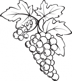 Free Grapes Drawing, Download Free Clip Art, Free Clip Art ...