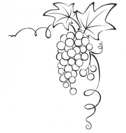 Grape Vines Clipart | Free download best Grape Vines Clipart ...