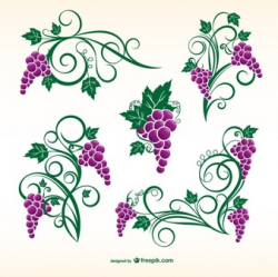 Grapes Vectors, Photos and PSD files | Free Download