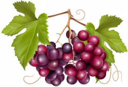 Grape wine clip art free vector download (220,847 Free ...