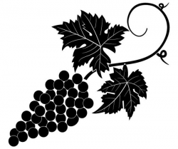 Grapevine Vector Image | Çizim ve Desenler