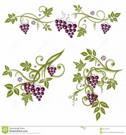 Grape Vines Image 5 Clipart - Free Clip Art Images | Vine ...