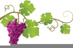 Grape vines clipart clipart images gallery for free download ...
