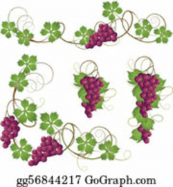 Grape Vine Clip Art - Royalty Free - GoGraph