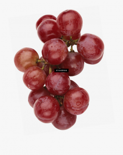 Grapevine Clipart Watercolor - Top View Grapes Png #917009 ...