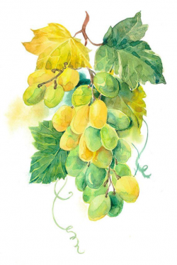 Clipart Watercolour Grapes, Grapes Green, Grapes Black ...