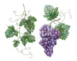Watercolor Illustration of Grapes With Leaves stock vectors ...