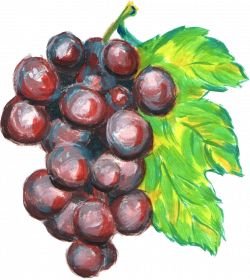 Grape clipart watercolor, Grape watercolor Transparent FREE ...