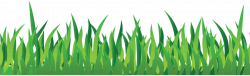 Grass, transparent png image & clipart free download