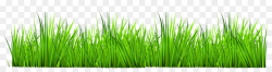 Grass, transparent png image & clipart free download