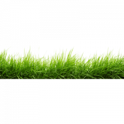 real plant clipart 69098 - Patch Of Grass Transparent PNG StickPNG ...