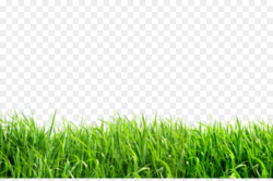 Green, Grass, Plant, transparent png image & clipart free download