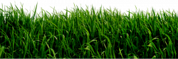 Grass PNG Clipart | Gallery Yopriceville - High-Quality Images and ...