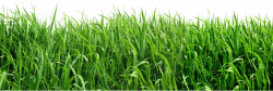 Grass clipart 8 image - ClipartPost