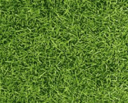 Free Realistic grass Clipart and Vector Graphics - Clipart.me