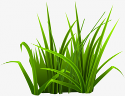 Small Fresh Green Grass, Grass Clipart, Nature, Green PNG ...