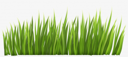 Safari Grass Clipart - Grass Clipart Transparent PNG - 4764x1952 ...
