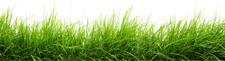 Line Of Grass transparent PNG - StickPNG