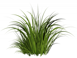 Grass transparent PNG - StickPNG