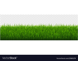 Green grass transparent background