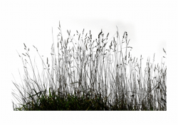 Long Grass Image With Transparent Background - Black And ...