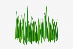 Free Png Grass Png Images Transparent - Cartoon Grass ...